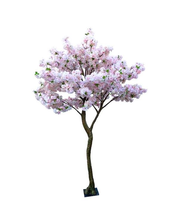 Pink Blossom Tree - 2.7m